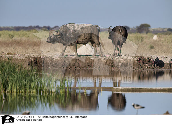 Kaffernbffel / African cape buffalo / JR-07574