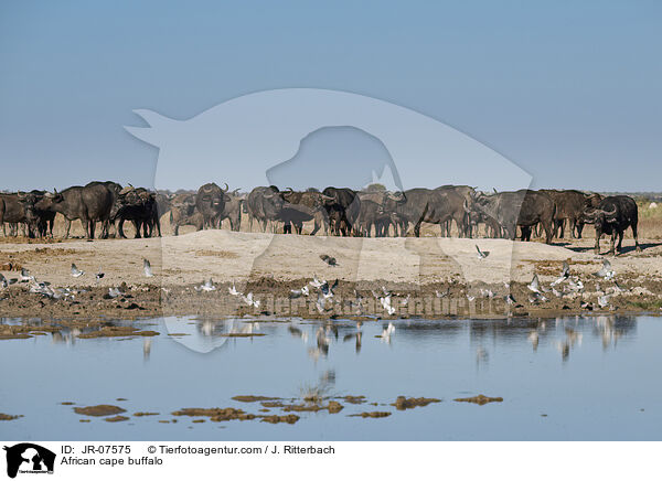 Kaffernbffel / African cape buffalo / JR-07575