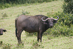 African buffalo