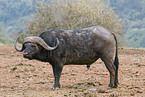 African buffalo