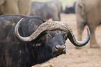 African buffalo