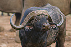 African buffalo