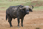 African buffalo