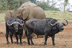 African buffalos