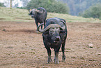 African buffalos