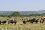 African buffalos