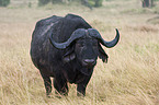 African cape buffalo