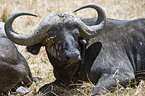 African cape buffalo