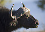 African cape buffalo