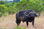 African cape buffalo