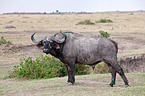 African cape buffalo