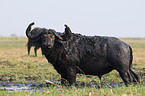 cape buffalo
