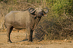 cape buffalo