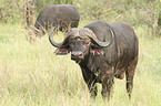 African cape buffalos