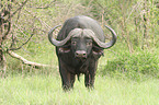 African cape buffalo