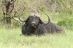 African cape buffalo