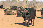 cape buffalos