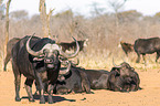 cape buffalos