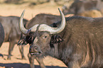cape buffalo