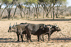 cape buffalos