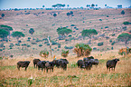African cape buffalos
