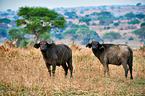 African cape buffalos
