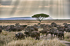 Cape buffalos