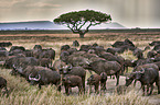 Cape buffalos