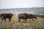 African Buffalo