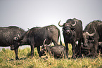 African Buffalo