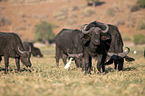 African Buffalo
