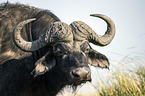 African Buffalo portrait