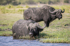 African Buffalo