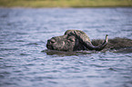 swimming African Buffalo