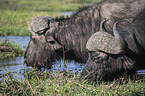 African Buffalo