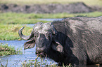 African Buffalo