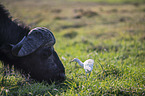 African Buffalo portrait