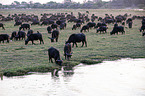 African Buffalo