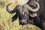 African Buffalo portrait