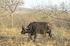 walking African Buffalo