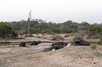 African Buffalos