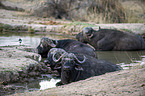 African Buffalos