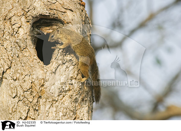 Bush Squirrel / HJ-02335