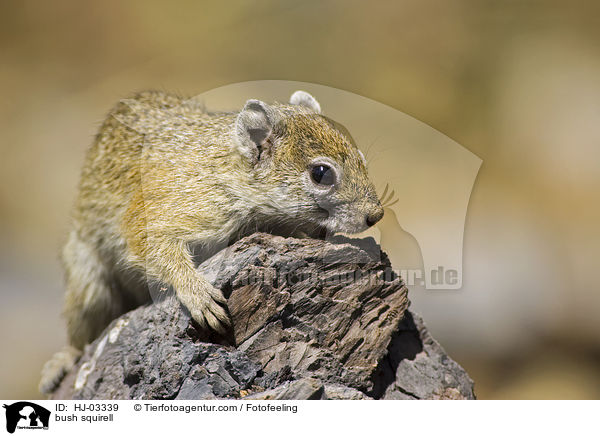 Afrikanisches Buschhrnchen / bush squirell / HJ-03339