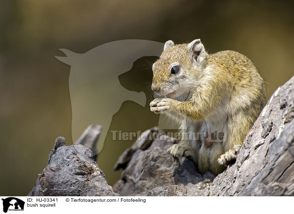 Afrikanisches Buschhrnchen / bush squirell / HJ-03341
