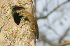 Bush Squirrel