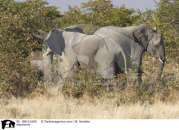 elephants / WS-01005