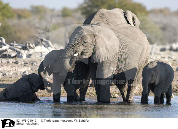 african elephant / WS-01015
