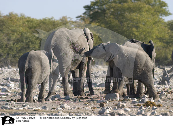 elephants / WS-01025