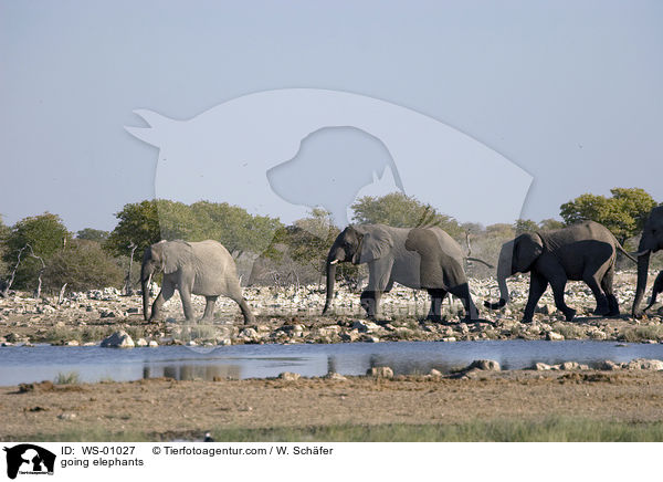 going elephants / WS-01027